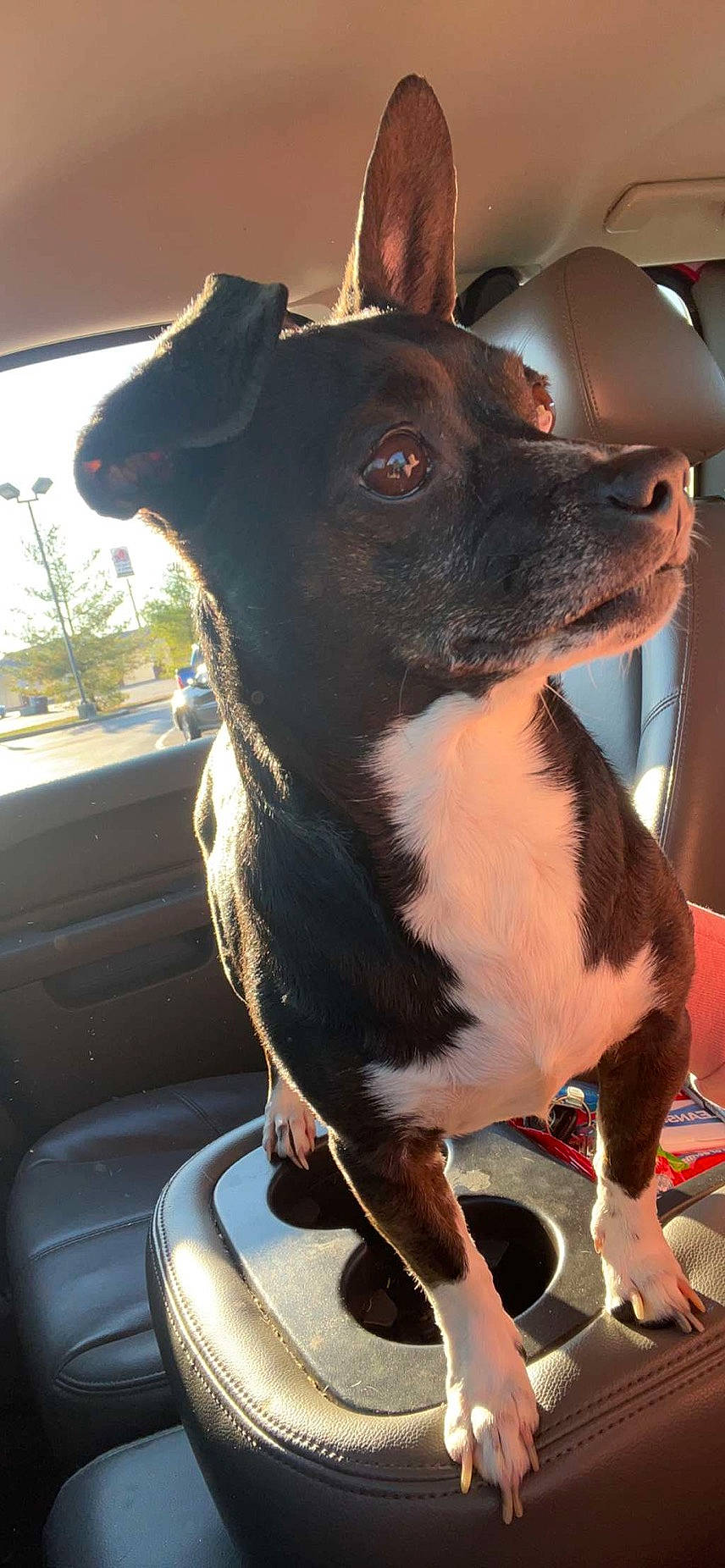 Tipsy is registered to the contest to win money with this photo: automotive_exterior, canidae, carnivore, collar, companion_dog, dog, dog_breed, dog_collar, ear, fawn, fur, pet_supply, snout, sporting_group, vehicle, vehicle_door, whiskers, windshield, working_animal, working_dog