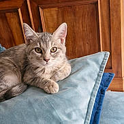 Aya participe au concours pour gagner de l'argent avec cette photo : cat, kitten, gray_tabby, pillow, blue_pillow, wooden_cabinet, indoor, pet, feline, cute, relaxed, resting, close_up, whiskers, ears, fur, home, cozy, animal, domestic