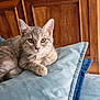 cat, kitten, gray_tabby, pillow, blue_pillow, wooden_cabinet, indoor, pet, feline, cute, relaxed, resting, close_up, whiskers, ears, fur, home, cozy, animal, domestic