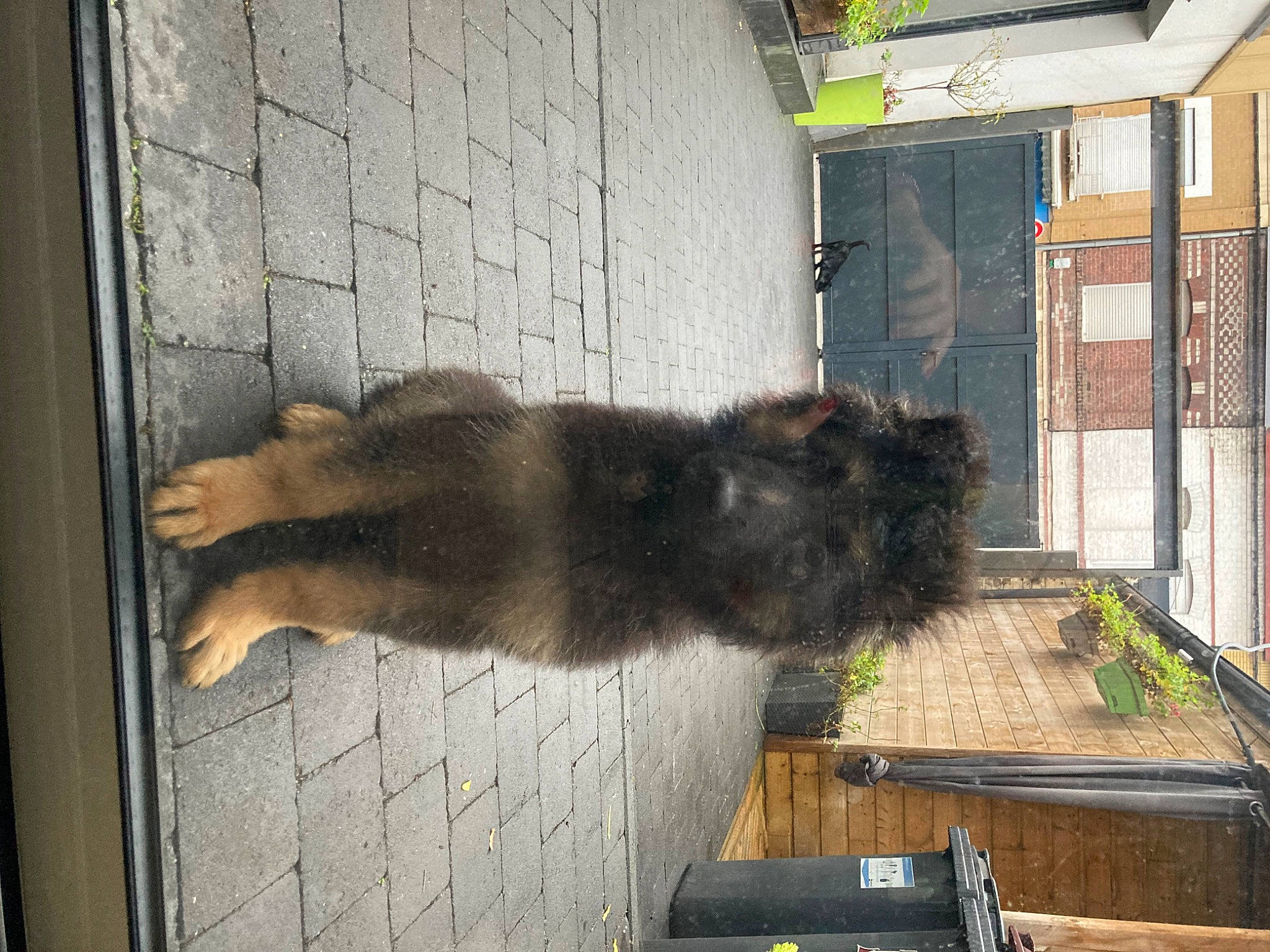 Tiago participe au concours pour gagner de l'argent avec cette photo : building, canidae, dog_breed, fawn, felidae, fur, liver, plant, shadow, small_to_medium_sized_cats, snout, sporting_group, tail, terrestrial_animal, window, wood, working_animal