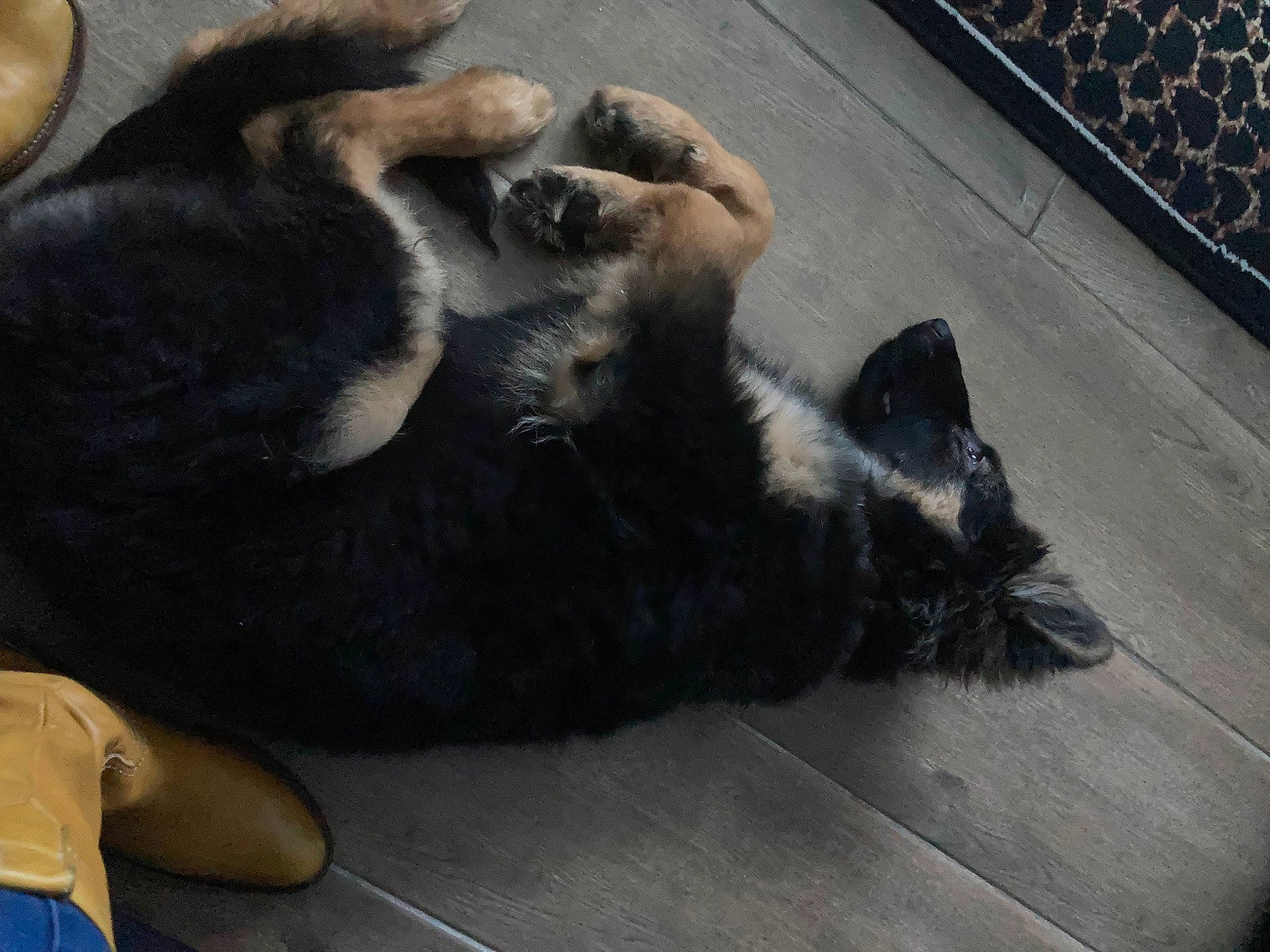 Tiago a rejoint le concours — aidez-le/la à gagner de superbes lots ! carnivore, claw, comfort, companion_dog, dog_breed, fawn, felidae, floor, flooring, fur, grey, hardwood, paw, small_to_medium_sized_cats, snout, sporting_group, tail, terrestrial_animal, whiskers, wood