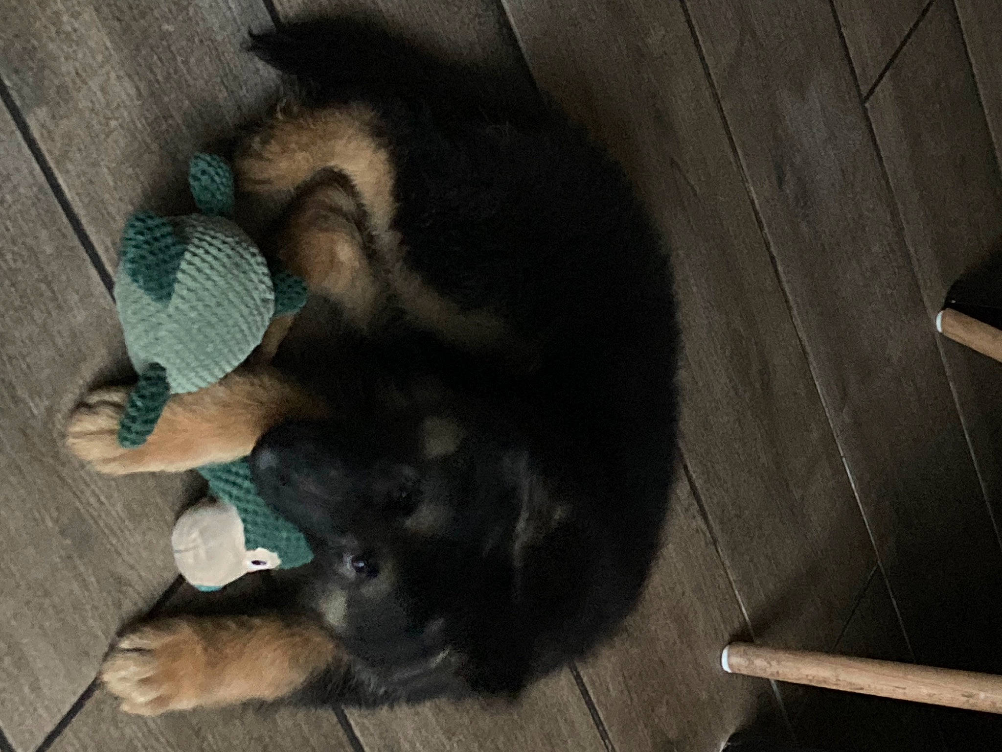 Diago participe au concours pour gagner de l'argent avec cette photo : black_cat, carnivore, comfort, companion_dog, dog, dog_breed, domestic_short_haired_cat, fawn, felidae, floor, flooring, foot, fur, hardwood, paw, small_to_medium_sized_cats, snout, tail, whiskers, wood