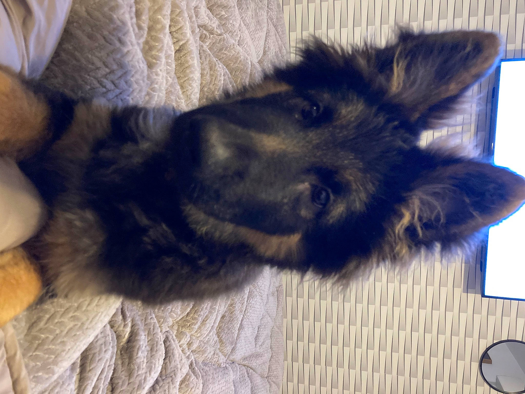 Diago participe au concours pour gagner de l'argent avec cette photo : canidae, carnivore, comfort, companion_dog, dog, dog_breed, ear, foot, fur, gesture, herding_dog, paw, small_to_medium_sized_cats, snout, sporting_group, tail, whiskers, working_animal, working_dog