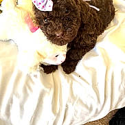Jolly joined the competition — help win amazing prizes! dog, puppy, brown_puppy, stuffed_animal, bow, ribbon, bed, blanket, plush_toy, curly_fur, cute, pet, indoor, toy_lamb, flowers, floral_arrangement, cozy, white_sheet, carpet, close_up