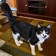 Oreo joined the competition — help win amazing prizes! cat, black_and_white, indoor, curious, alert, tail_up, carpet, patterned_rug, wooden_furniture, yellow_eyes, whiskers, pet, animal, domestic_cat, floor, home, feline, standing, looking, ears_up