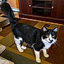 cat, black_and_white, indoor, curious, alert, tail_up, carpet, patterned_rug, wooden_furniture, yellow_eyes, whiskers, pet, animal, domestic_cat, floor, home, feline, standing, looking, ears_up