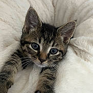 Biggie joined the competition — help win amazing prizes! adorable, animal, bed, cat, cozy, cute, ears, eyes, fluffy, fur, indoor, kitten, paws, pet, relaxed, stretching, tabby, whiskers, white, young
