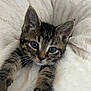 adorable, animal, bed, cat, cozy, cute, ears, eyes, fluffy, fur, indoor, kitten, paws, pet, relaxed, stretching, tabby, whiskers, white, young