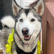 Bella is registered to the contest to win money with this photo: dog, husky, heterochromia, blue_eye, brown_eye, flower_lei, yellow_flowers, black_harness, smiling, outdoor, porch, wooden_railing, pet, canine, fur, tail, ears, close_up, happy, domestic_animal
