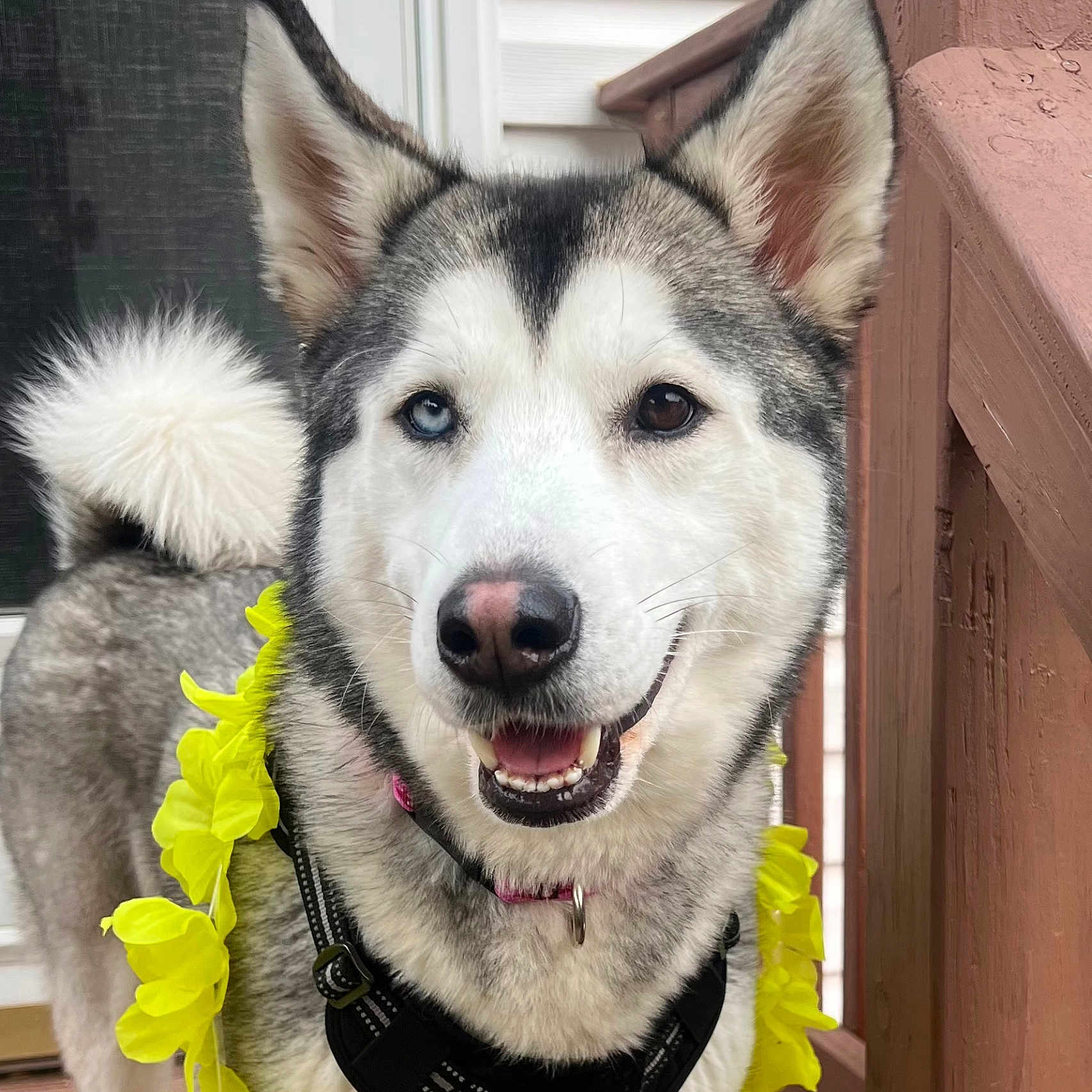 Bella is registered to the contest to win money with this photo: black_harness, blue_eye, brown_eye, canine, close_up, dog, domestic_animal, ears, flower_lei, fur, happy, heterochromia, husky, outdoor, pet, porch, smiling, tail, wooden_railing, yellow_flowers