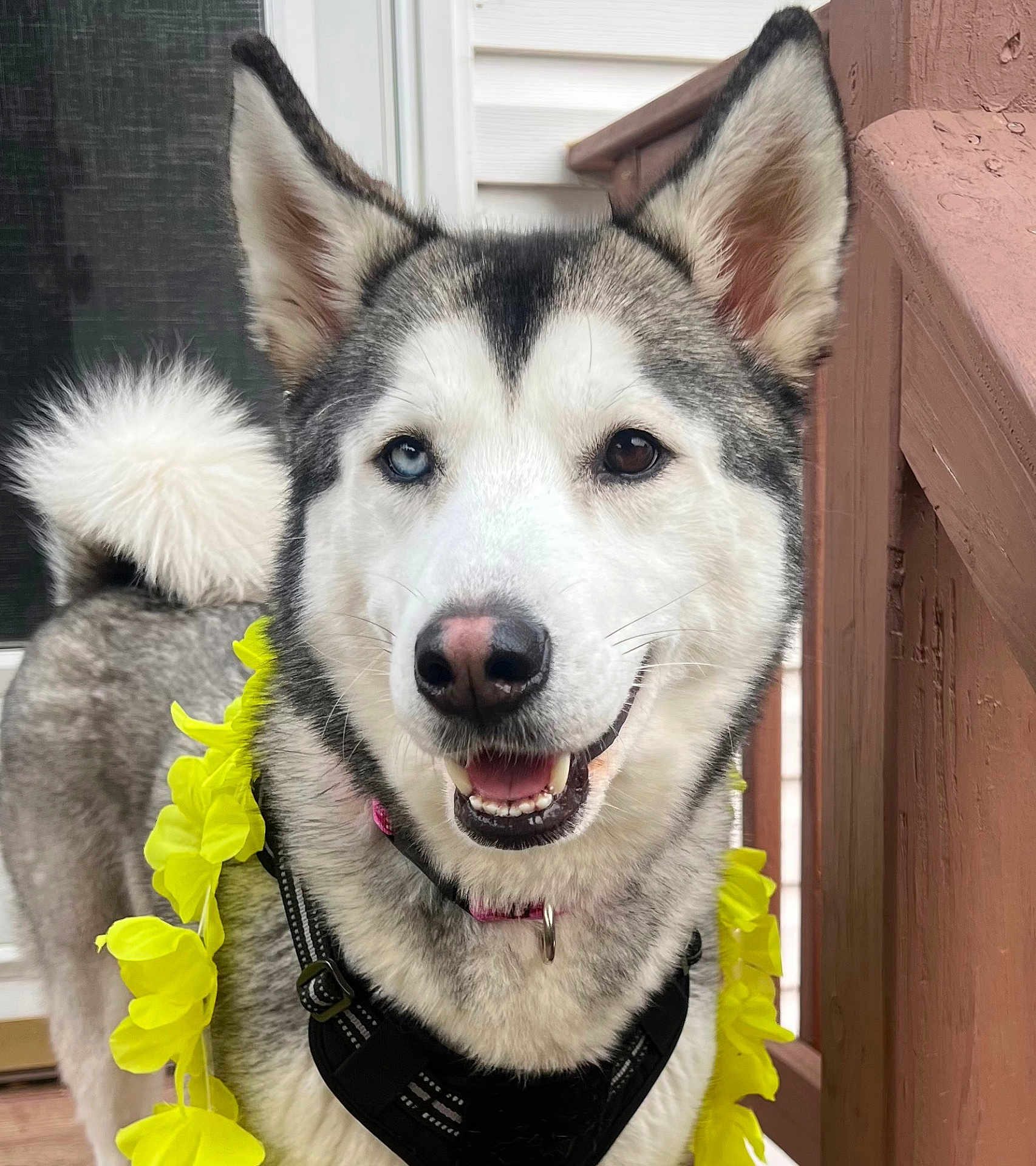 Bella is registered to the contest to win money with this photo: dog, husky, heterochromia, blue_eye, brown_eye, flower_lei, yellow_flowers, black_harness, smiling, outdoor, porch, wooden_railing, pet, canine, fur, tail, ears, close_up, happy, domestic_animal