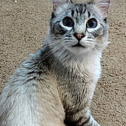 Moki joined the competition — help win amazing prizes! cat, animal, pet, feline, blue_eyes, fluffy, sitting, carpet, indoor, curious, whiskers, ears, fur, looking, cute, domestic, mammal, young_cat, alert, closeup