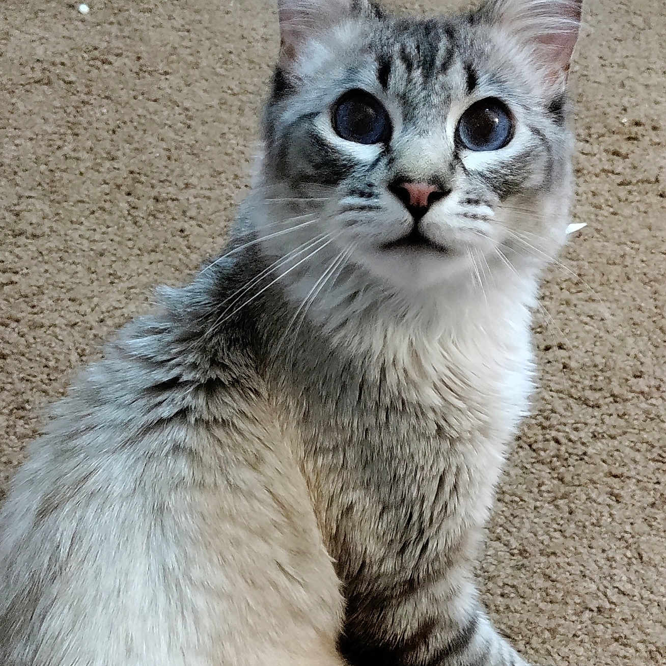 Moki joined the competition — help win amazing prizes! cat, animal, pet, feline, blue_eyes, fluffy, sitting, carpet, indoor, curious, whiskers, ears, fur, looking, cute, domestic, mammal, young_cat, alert, closeup