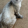 Moki is registered to the contest to win money with this photo: cat, feline, blue_eyes, fluffy, sitting, carpet, indoor, curious, pet, animal, whiskers, tabby, looking_back, domestic_cat, soft_fur, cute, companion, mammal, alert, relaxed