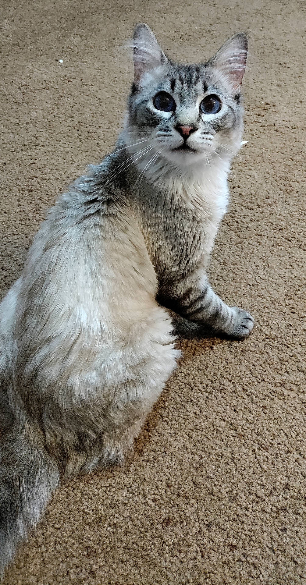 Moki joined the competition — help win amazing prizes! alert, animal, blue_eyes, carpet, cat, curious, cute, domestic, ears, feline, fluffy, fur, home, indoor, looking_at_camera, pet, sitting, tail, whiskers, young_cat