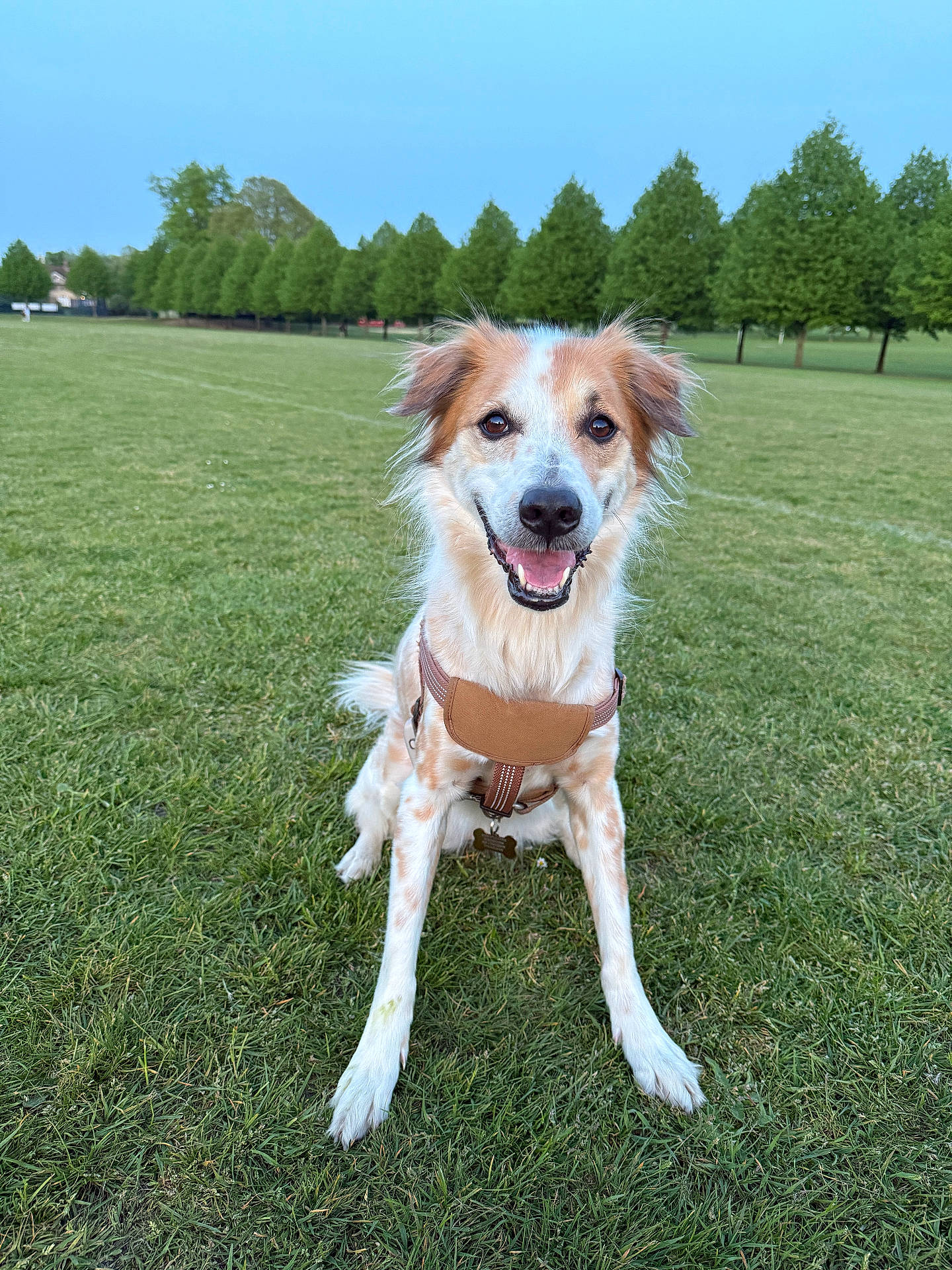Skye joined the competition — help win amazing prizes! animal, canine, daylight, dog, ears, field, friendly, fur, grass, greenery, happy, harness, mammal, nature, outdoor, pet, sitting, sky, smiling, trees