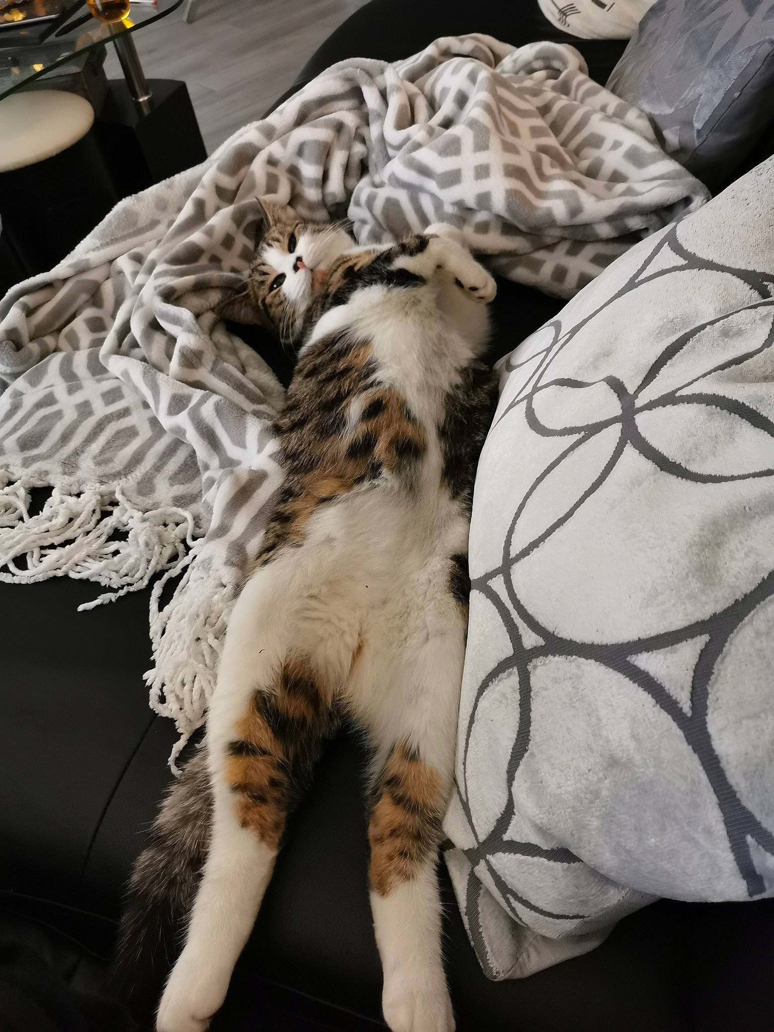 Gaufrette participe au concours pour gagner de l'argent avec cette photo : carnivore, cat, claw, felidae, fur, linens, motorcycle, natural_material, net, paw, small_to_medium_sized_cats, tail, terrestrial_animal, whiskers