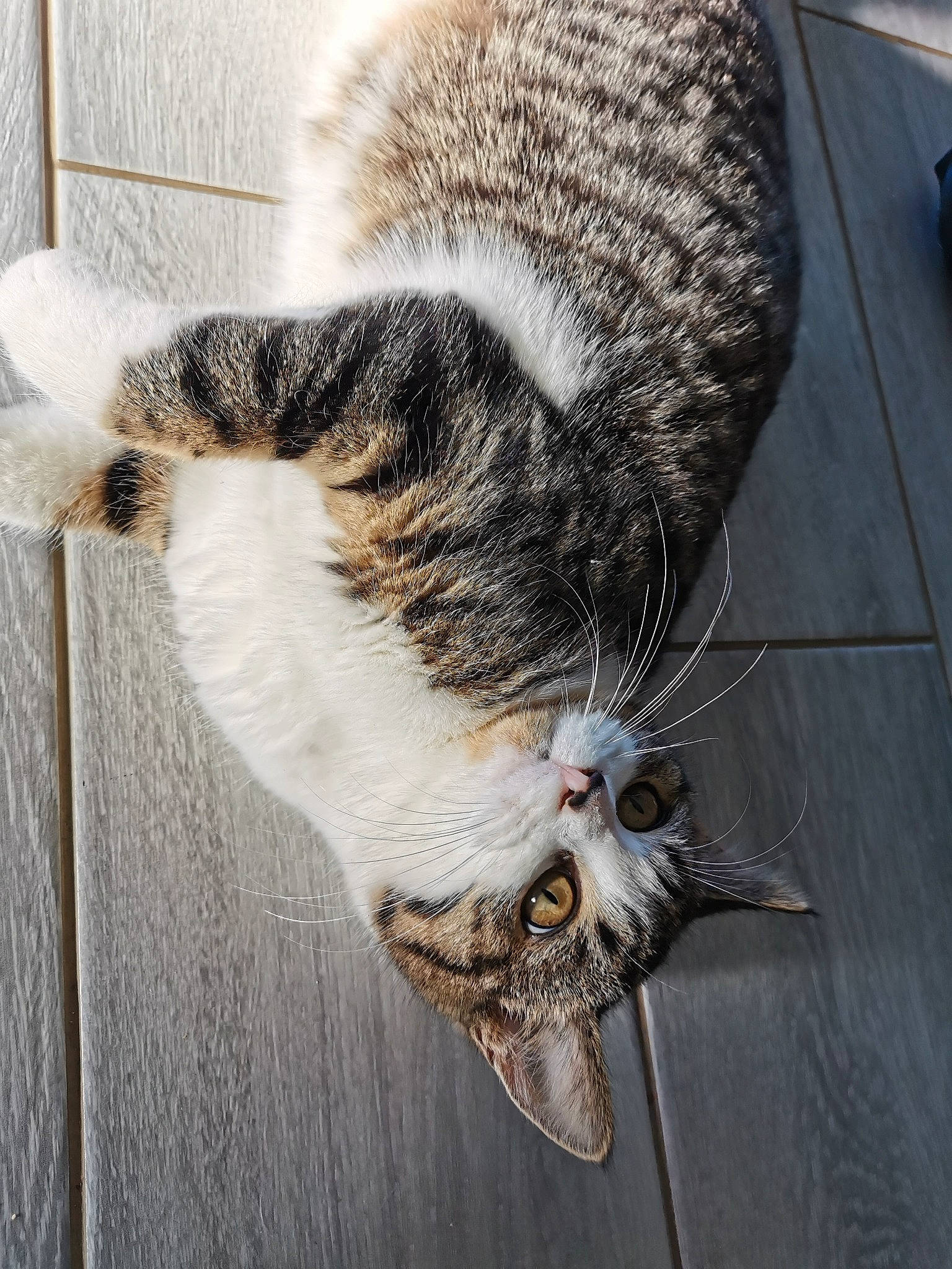 Gaufrette a rejoint le concours — aidez-le/la à gagner de superbes lots ! carnivore, cat, domestic_short_haired_cat, felidae, fur, grey, small_to_medium_sized_cats, snout, tabby_cat, tail, tongue, vertebrate, whiskers