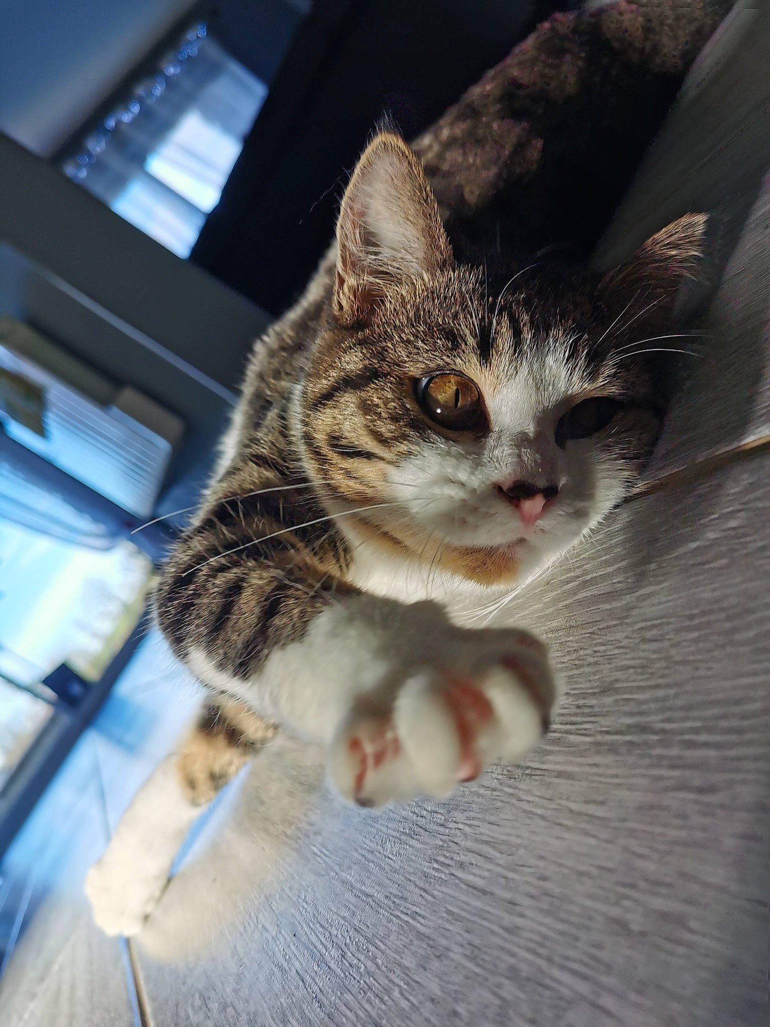 Gaufrette participe au concours pour gagner de l'argent avec cette photo : carnivore, cat, claw, daylighting, domestic_short_haired_cat, fawn, felidae, fur, kitten, paw, pet_supply, small_to_medium_sized_cats, snout, tabby_cat, toe, vertebrate, whiskers