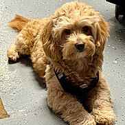 Leo is registered to the contest to win money with this photo: brown_fur, calm, companion, concrete_floor, cute, dog, doodle, eyes, face, fluffy, harness, indoor, looking_at_camera, lying_down, nose, paws, pet, portrait, puppy, whiskers