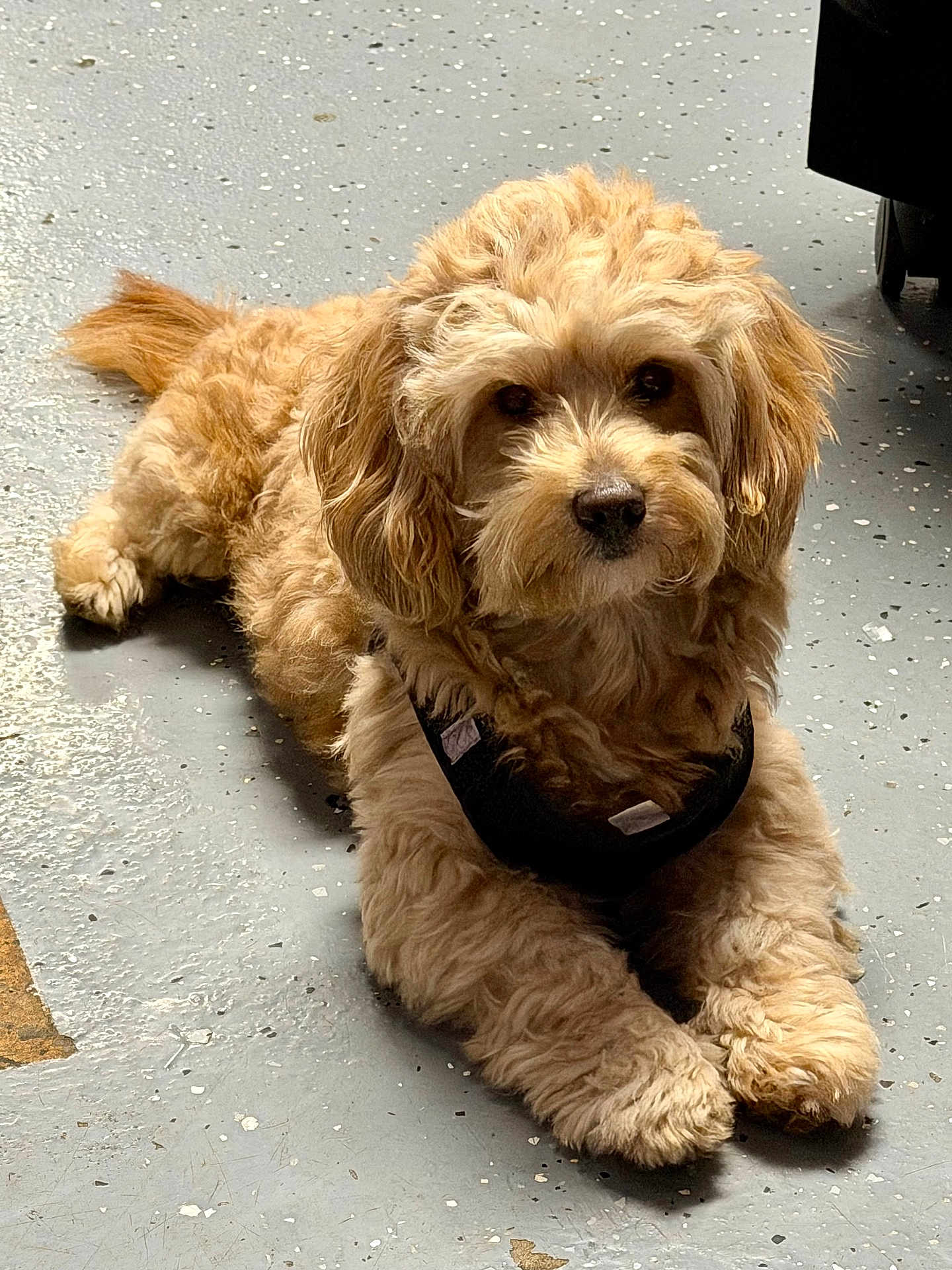 Leo is registered to the contest to win money with this photo: brown_fur, calm, companion, concrete_floor, cute, dog, doodle, eyes, face, fluffy, harness, indoor, looking_at_camera, lying_down, nose, paws, pet, portrait, puppy, whiskers
