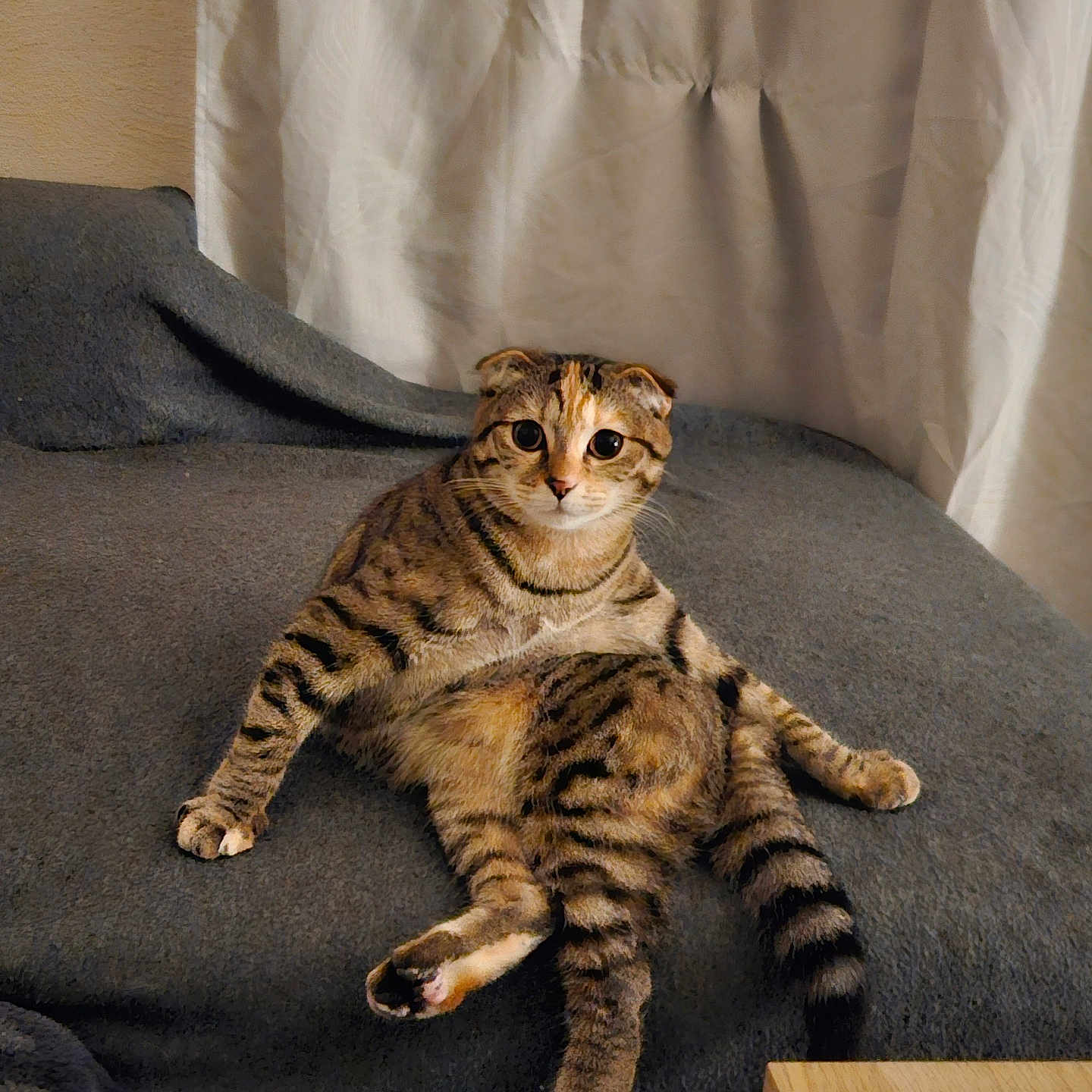 Maya a rejoint le concours — aidez-le/la à gagner de superbes lots ! animal, cat, curtains, cute, domestic, feline, folded_ears, fur, gray_blanket, indoor, paw, pet, relaxed, resting, sitting, striped, tabby, whiskers, wide_eyes, wooden_table