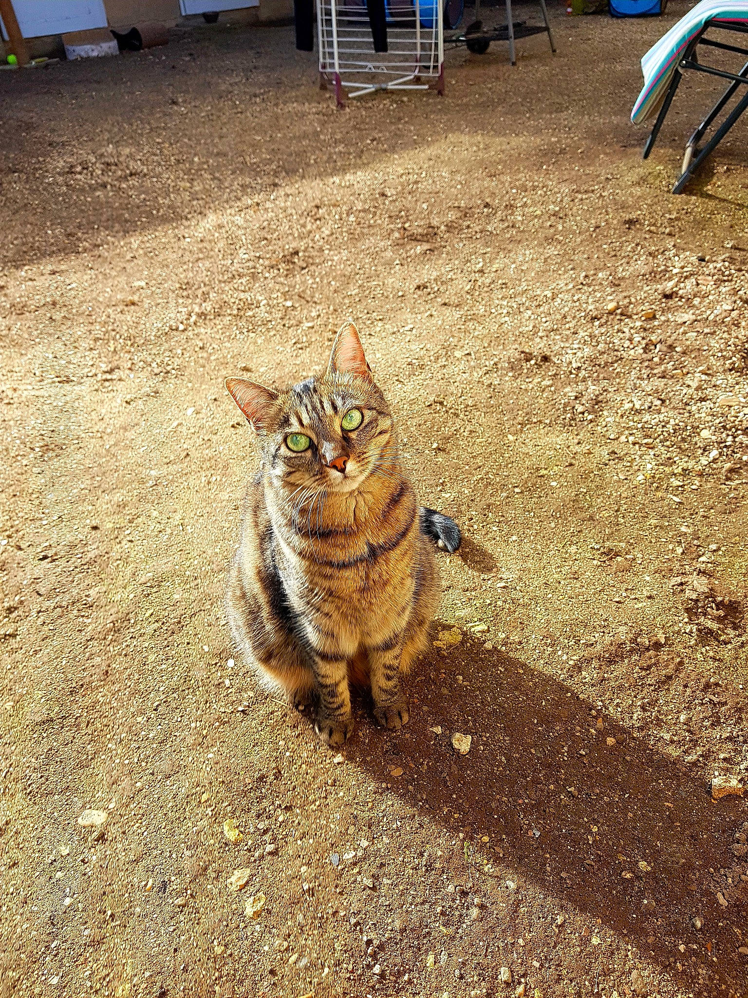 Fifi participe au concours pour gagner de l'argent avec cette photo : asphalt, canidae, carnivore, cat, chair, domestic_short_haired_cat, fawn, felidae, flooring, fur, grass, light, road_surface, small_to_medium_sized_cats, snout, soil, tail, terrestrial_animal, whiskers, wood