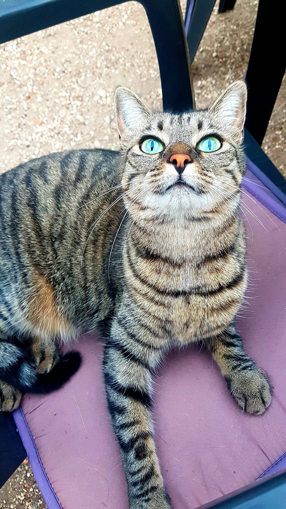 Fifi a rejoint le concours — aidez-le/la à gagner de superbes lots ! art, carnivore, cat, claw, domestic_short_haired_cat, felidae, fur, grass, pattern, paw, sitting, small_to_medium_sized_cats, snout, tail, terrestrial_animal, whiskers, wildlife