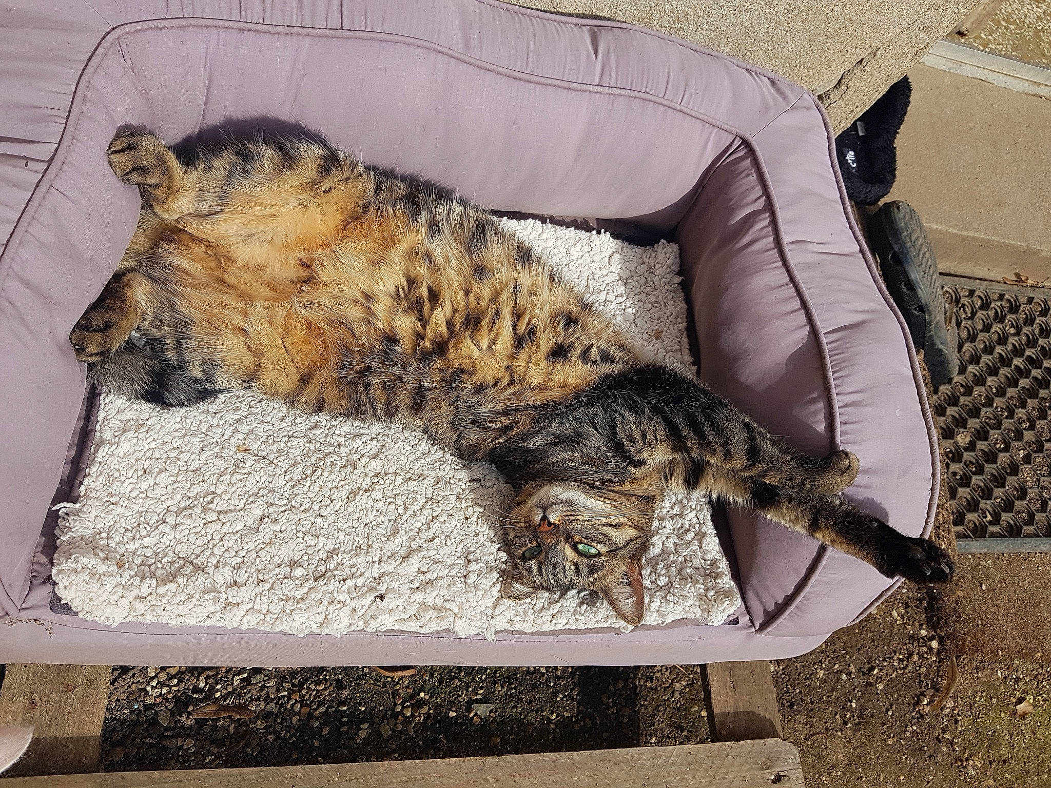 Fifi participe au concours pour gagner de l'argent avec cette photo : carnivore, cat, claw, comfort, couch, domestic_short_haired_cat, felidae, fur, nap, paw, sleep, small_to_medium_sized_cats, snout, tail, terrestrial_animal, whiskers, wood