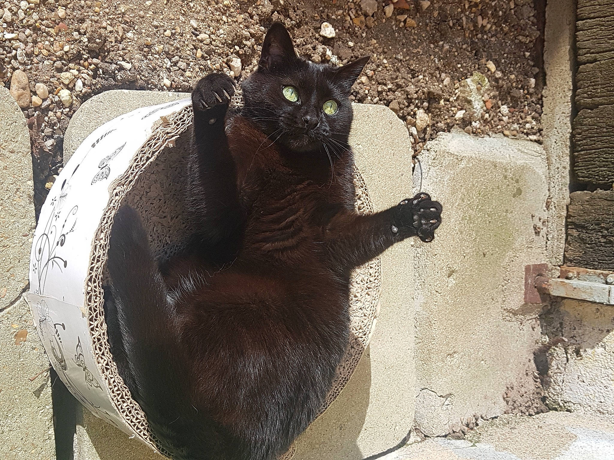 Mimine participe au concours pour gagner de l'argent avec cette photo : art, black_cat, bombay, carnivore, cat, domestic_short_haired_cat, felidae, fur, grass, grey, paw, plant, road_surface, small_to_medium_sized_cats, snout, tail, terrestrial_animal, tints_and_shades, whiskers, wildlife