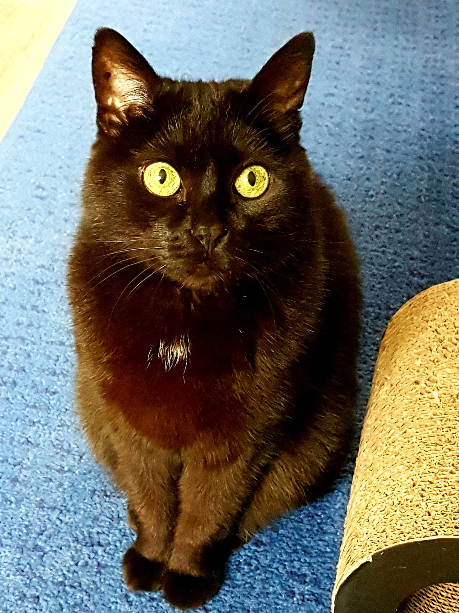 Mimine participe au concours pour gagner de l'argent avec cette photo : black_cat, bombay, box, carnivore, cat, cat_supply, chartreux, claw, domestic_short_haired_cat, fawn, felidae, fur, paw, sitting, small_to_medium_sized_cats, snout, tail, terrestrial_animal, whiskers