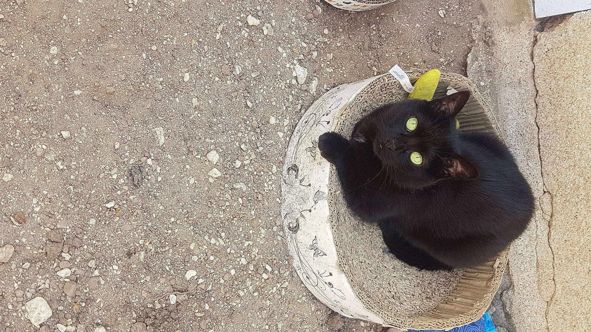 Mimine participe au concours pour gagner de l'argent avec cette photo : asphalt, black_cat, bombay, carnivore, cat, domestic_short_haired_cat, felidae, fur, grass, grey, road_surface, sand, shadow, small_to_medium_sized_cats, snout, soil, tail, tar, terrestrial_animal, whiskers