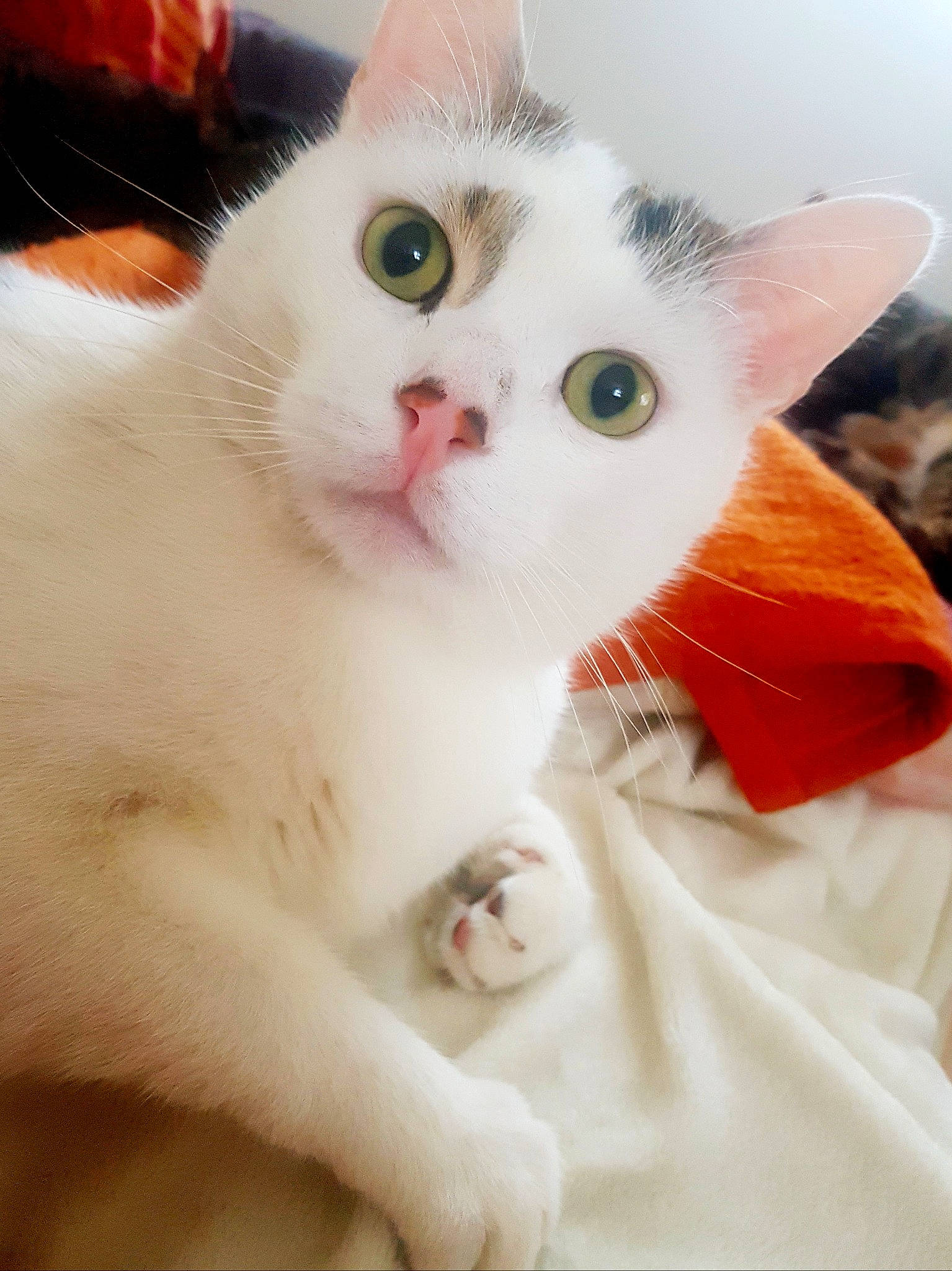 Casper a rejoint le concours — aidez-le/la à gagner de superbes lots ! carnivore, cat, claw, comfort, domestic_short_haired_cat, ear, eye, fawn, felidae, fur, head, iris, nose, paw, pet_supply, photo_caption, small_to_medium_sized_cats, snout, tail, whiskers