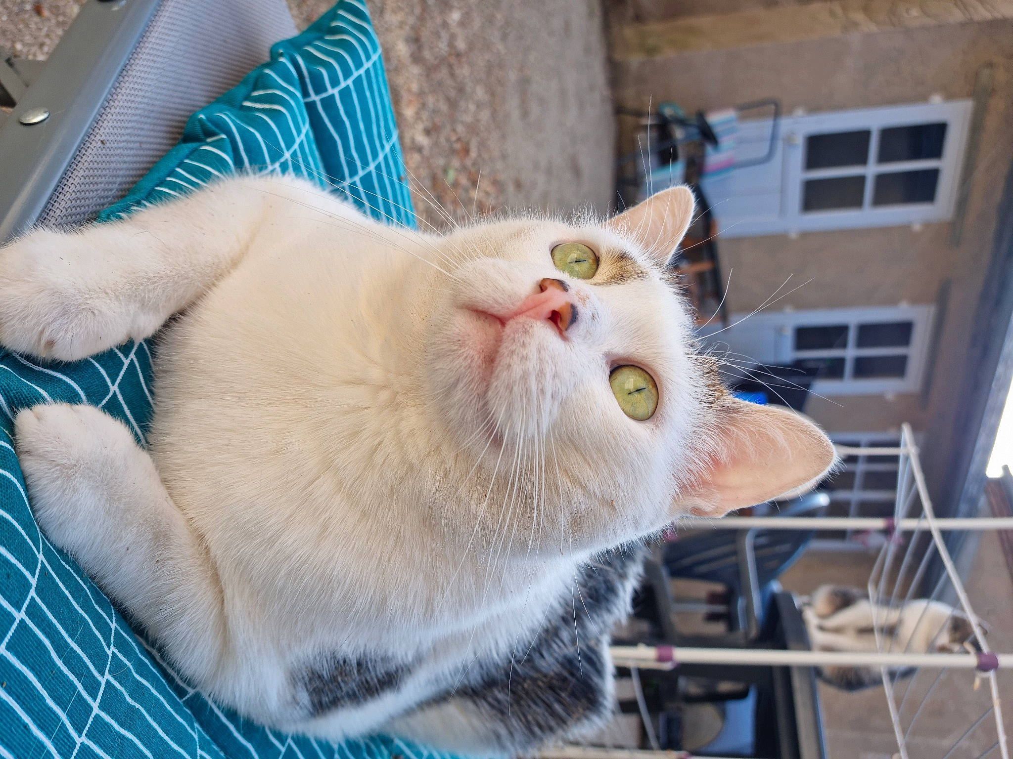 Casper a rejoint le concours — aidez-le/la à gagner de superbes lots ! animal_shelter, carnivore, cat, cat_supply, claw, collar, domestic_short_haired_cat, drinking, ear, fang, fawn, felidae, fur, paw, pet_supply, small_to_medium_sized_cats, snout, tail, whiskers, window