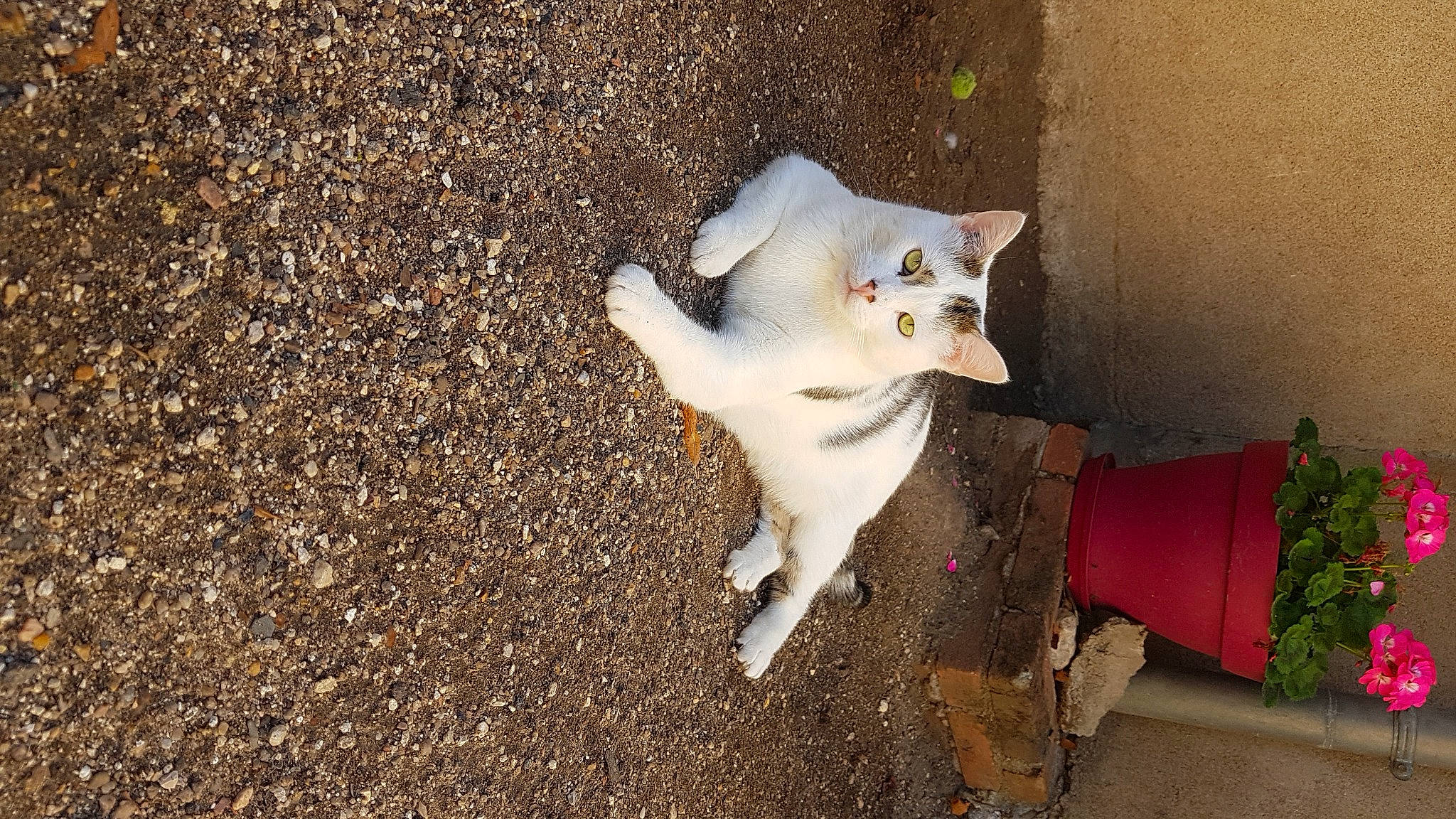 Casper participe au concours pour gagner de l'argent avec cette photo : asphalt, box, canidae, carnivore, cat, dog_breed, domestic_short_haired_cat, fawn, felidae, flowerpot, fur, grass, paw, plant, road_surface, small_to_medium_sized_cats, snout, soil, tail, whiskers