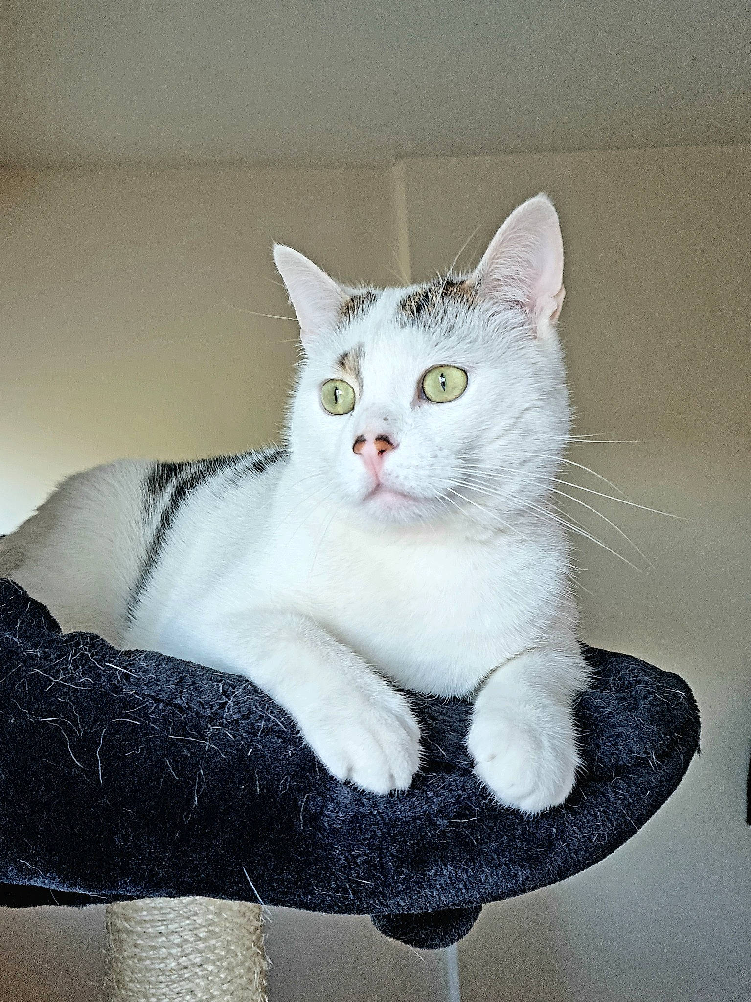 Casper a rejoint le concours — aidez-le/la à gagner de superbes lots ! carnivore, cat, cat_supply, comfort, domestic_short_haired_cat, ear, felidae, fur, grey, paw, rectangle, sitting, small_to_medium_sized_cats, tail, whiskers, window