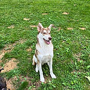Oakley is registered to the contest to win money with this photo: dog, husky, grass, outdoor, pet, animal, sitting, blue_eyes, fur, nature, playful, canine, ears, tongue_out, greenery, summer, companion, friendly, alert, sunlight