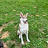 dog, husky, grass, outdoor, pet, animal, sitting, blue_eyes, fur, nature, playful, canine, ears, tongue_out, greenery, summer, companion, friendly, alert, sunlight