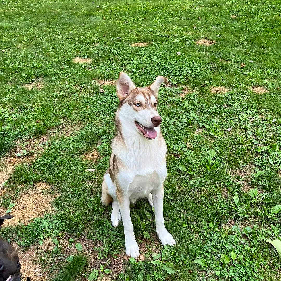 Oakley