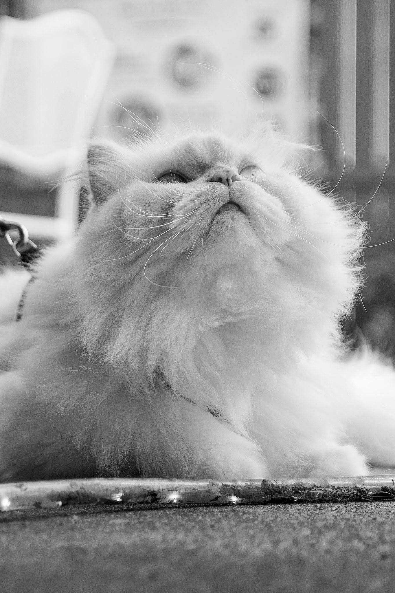 Remus is registered to the contest to win money with this photo: carnivore, cat, felidae, fur, persian, small_to_medium_sized_cats, snout, whiskers