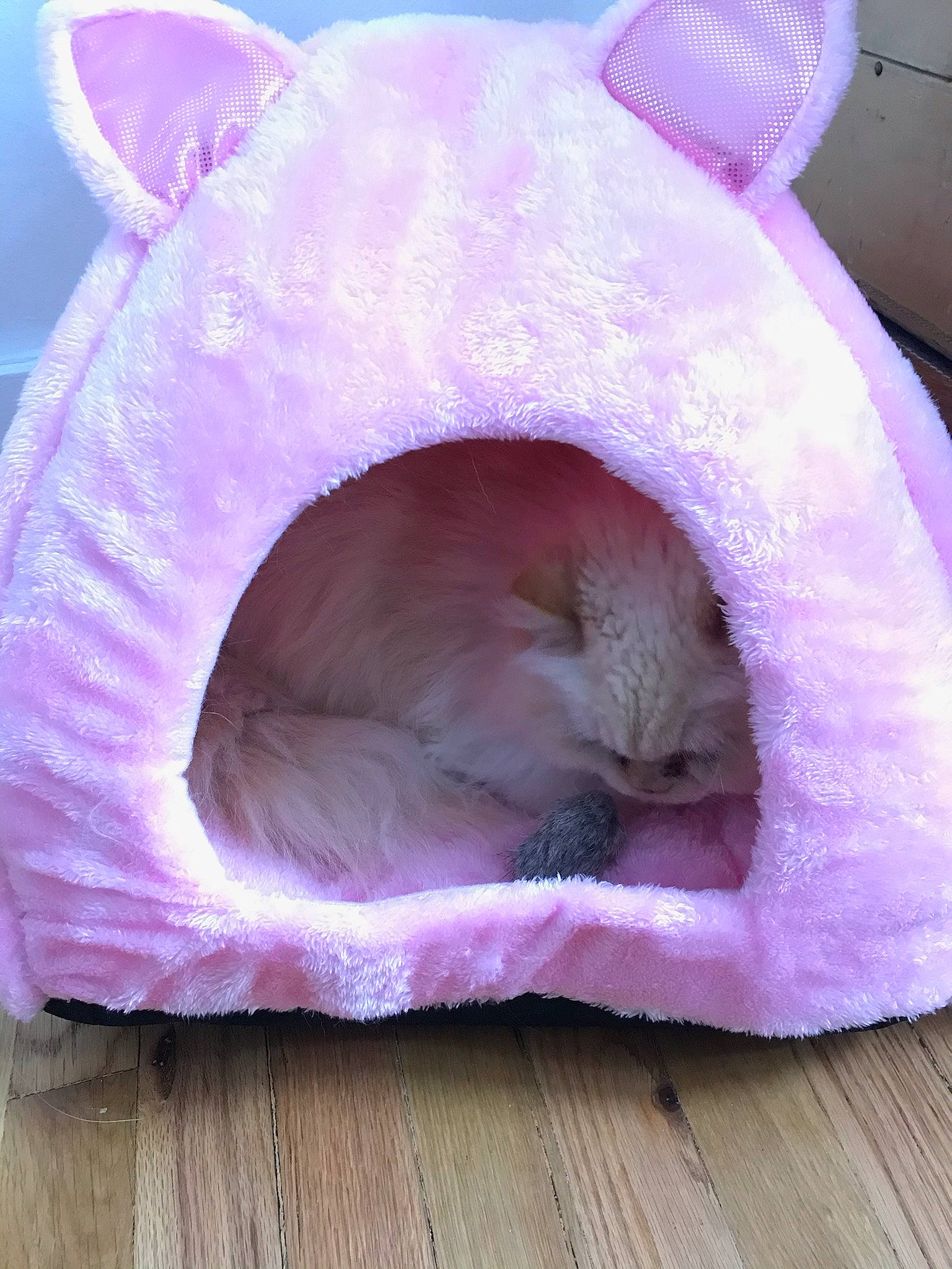 Remus joined the competition — help win amazing prizes! carnivore, cat, cat_bed, comfort, felidae, fur, hardwood, laminate_flooring, lavender, magenta, nap, pet_supply, pink, purple, small_to_medium_sized_cats, snout, vertebrate, violet, whiskers, wood_flooring