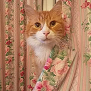 Míster O Maley participe au concours pour gagner de l'argent avec cette photo : cat, orange_cat, white_fur, curious, peeking, floral_pattern, curtains, vintage_style, indoor, pet, animal, whiskers, ears, closeup, portrait, soft_lighting, domestic_cat, cute, feline, background