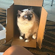 Mustache joined the competition — help win amazing prizes! animal, blue_eyes, cardboard_box, cat, feline, floor, fluffy, furniture, home, indoor, knee, light, paws, person, pet, relaxed, rug, shadow, sitting, whiskers