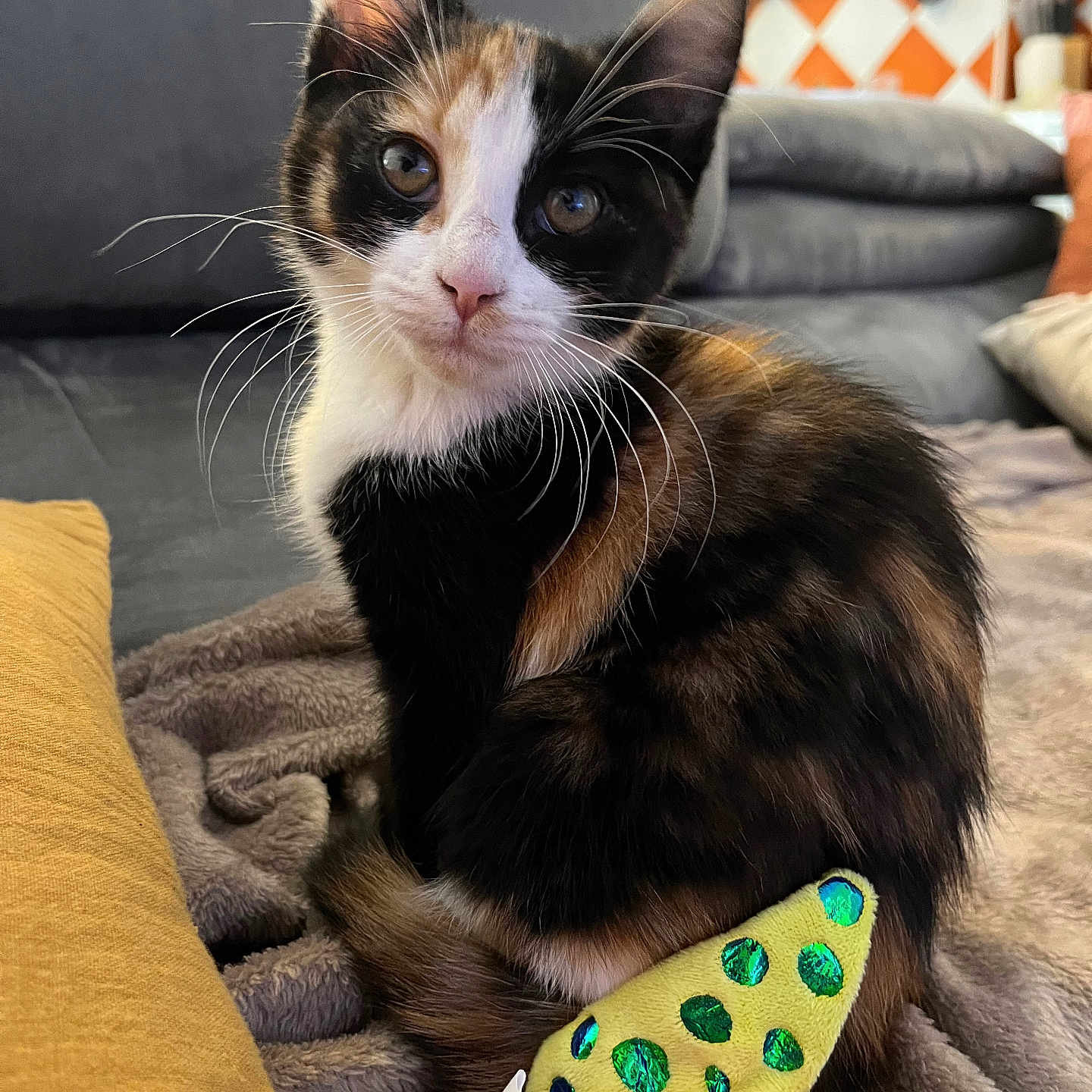 Azïa a rejoint le concours — aidez-le/la à gagner de superbes lots ! abyssinian, animal, applique, architecture, blanket, building, cat, couch, cushion, furniture, homedecor, indoors, interiordesign, kitten, livingroom, manx, pet, plush, room, toy