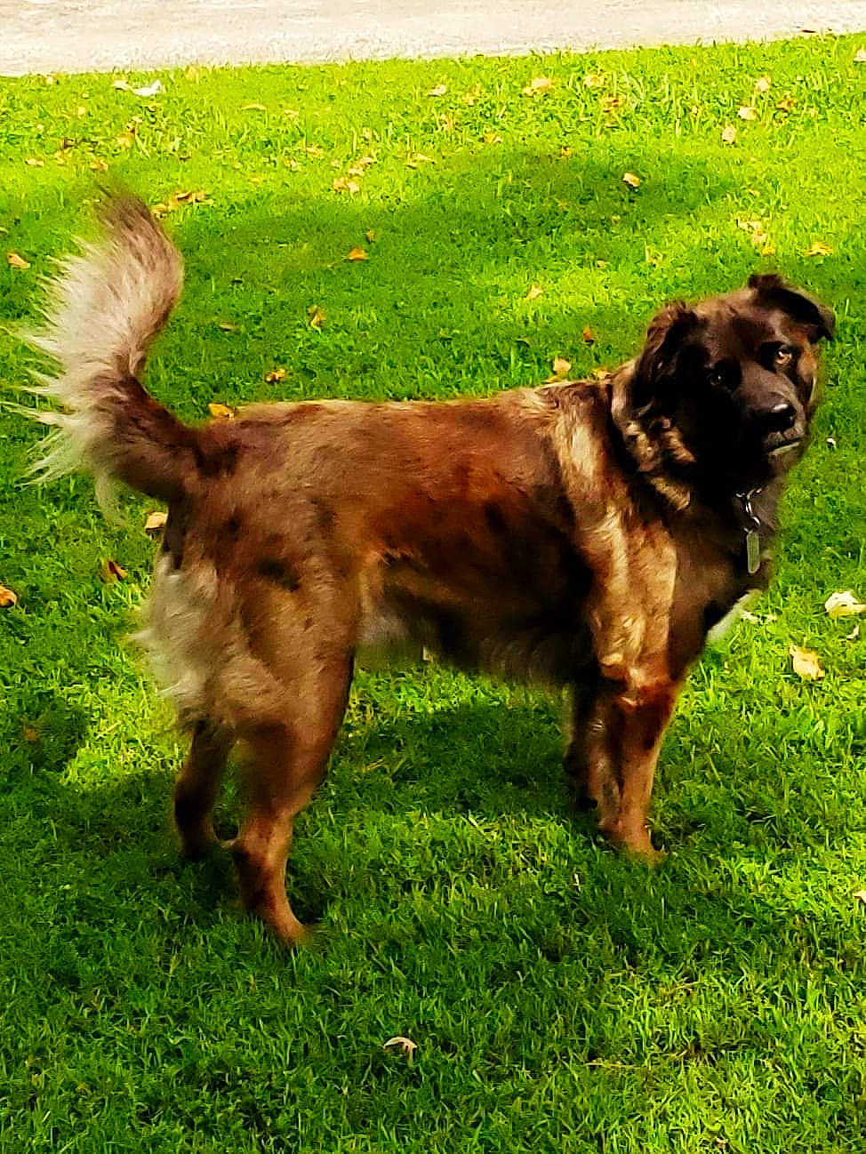 Bear is registered to the contest to win money with this photo: canidae, carnivore, companion_dog, dog, dog_breed, dog_collar, fawn, grass, guard_dog, hunting_dog, liver, plant, puppy, snout, sporting_group, tail, terrestrial_animal, working_animal, working_dog