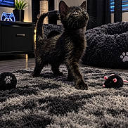 Mia is registered to the contest to win money with this photo: cat, kitten, black_cat, pet, animal, feline, standing, indoors, living_room, rug, cat_tree, cat_toy, toy_mouse, furniture, couch, window, blinds, plant, gaming_setup, portrait