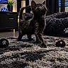 cat, kitten, black_cat, pet, animal, feline, standing, indoors, living_room, rug, cat_tree, cat_toy, toy_mouse, furniture, couch, window, blinds, plant, gaming_setup, portrait
