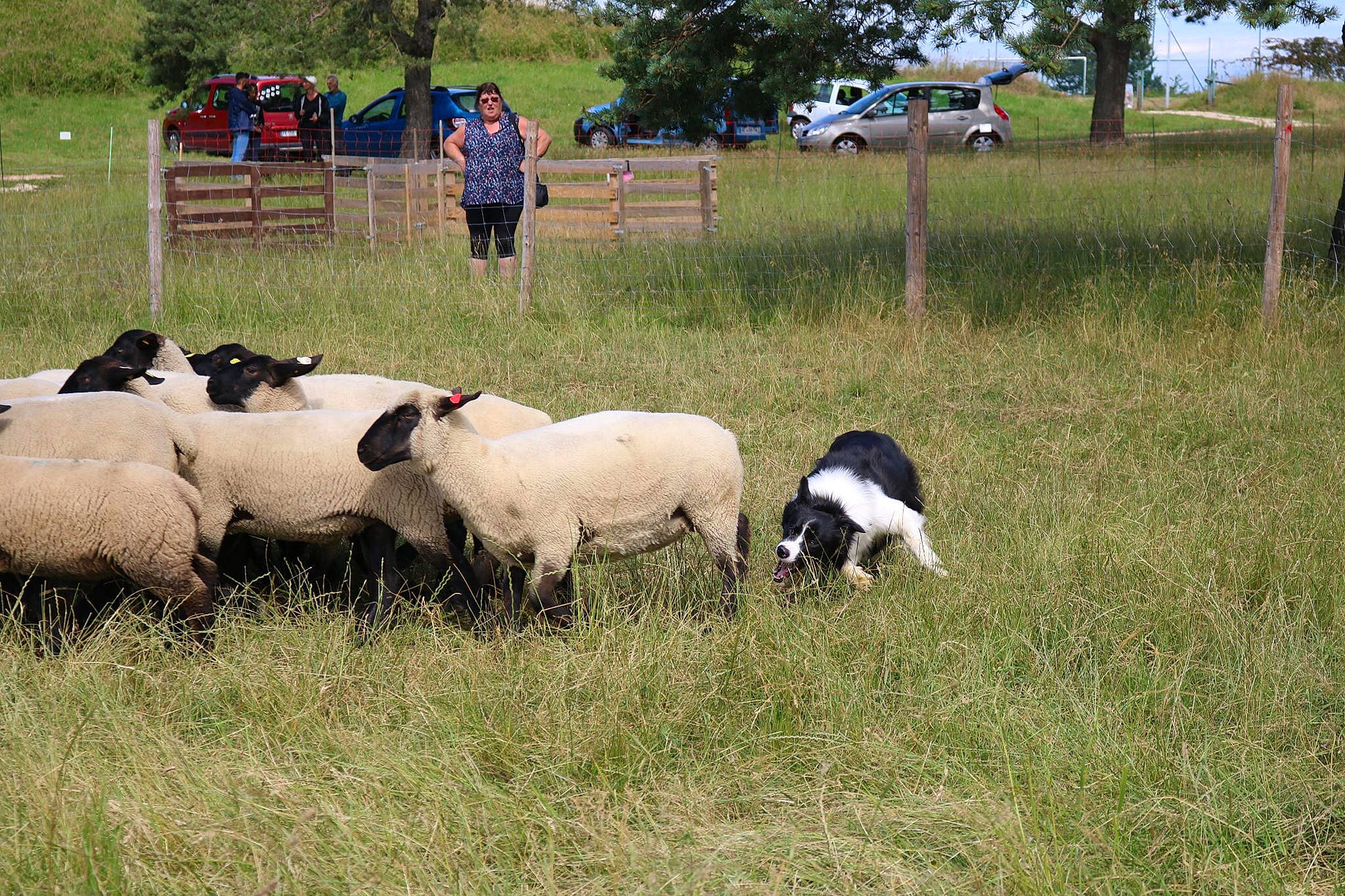 Olaf a rejoint le concours — aidez-le/la à gagner de superbes lots ! bovine, canidae, cow_goat_family, farm, grass, grassland, grazing, herd, herding, livestock, mammal, meadow, pasture, rural_area, sheep, sheepdog_trial, vertebrate