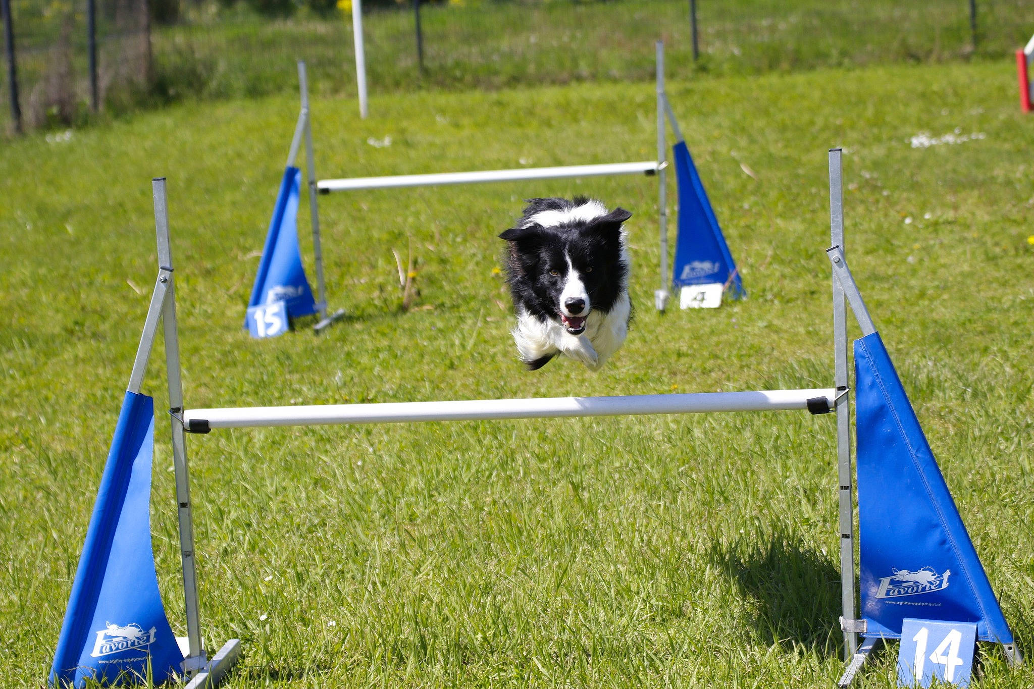 Olaf a rejoint le concours — aidez-le/la à gagner de superbes lots ! animal_sports, border_collie, canidae, carnivore, dog, dog_agility, dog_breed, dog_sports, flyball, herding_dog, obedience_training, rally_obedience, sports