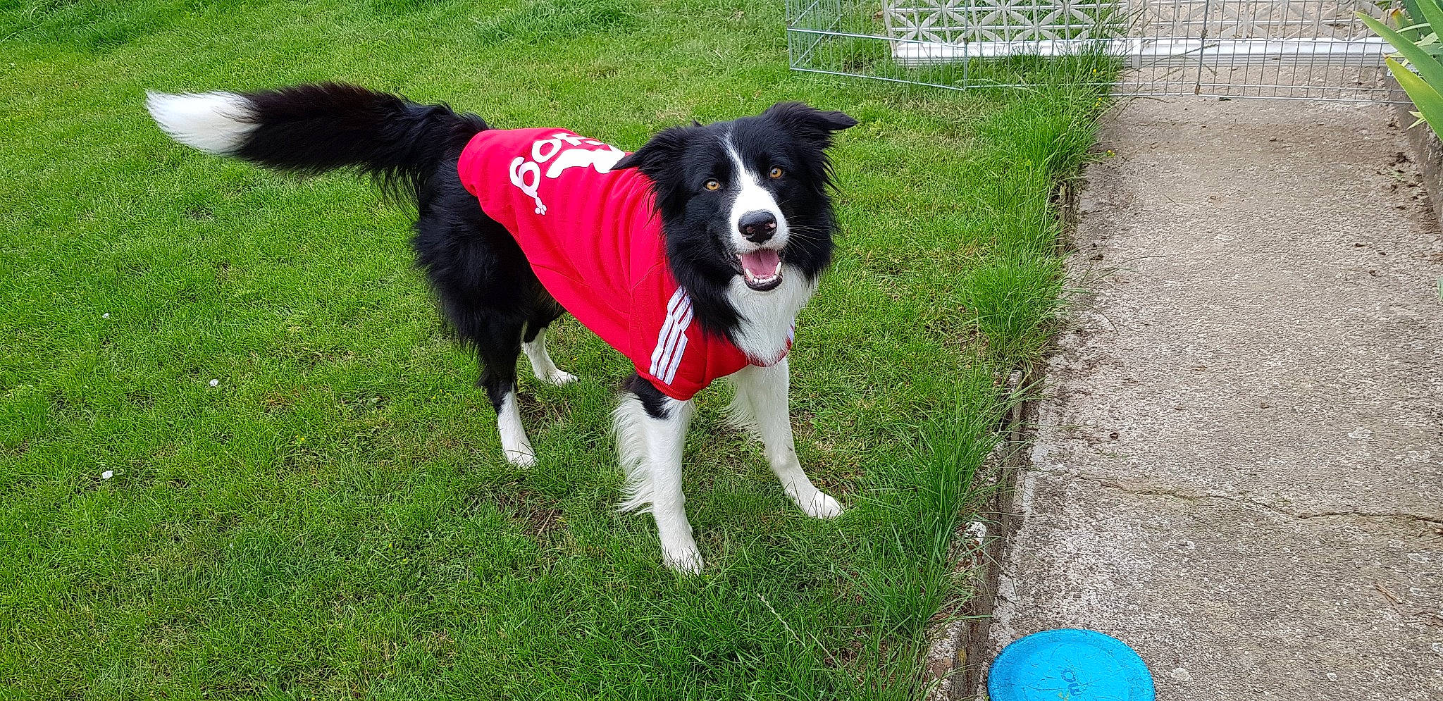 Olaf participe au concours pour gagner de l'argent avec cette photo : australian_collie, border_collie, canidae, carnivore, companion_dog, disc_dog, dog, dog_breed, english_shepherd, herding_dog, karelian_bear_dog, mammal, mcnab, obedience_training, rare_breed_dog, sporting_group, stabyhoun, vertebrate, welsh_sheepdog, working_dog